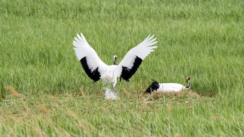 Ұ����ֳ�ĵ���Q���ڷ������Q�������Y�����D��