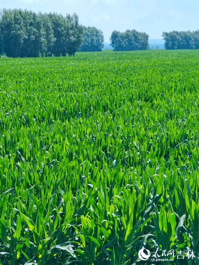 梨樹縣全國百萬畝綠色食品原料（玉米）標準化生產基地核心示范區。人民網 李洋攝