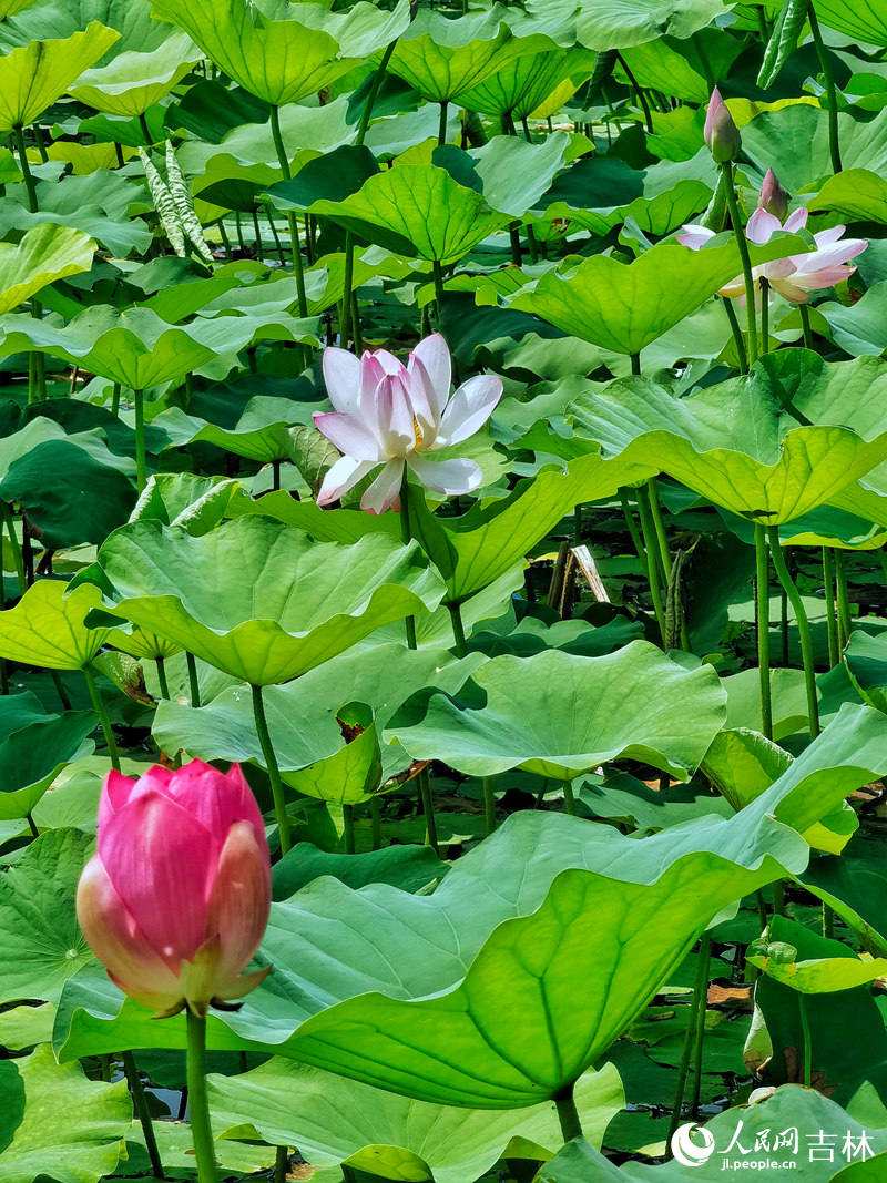 查干湖美景。人民網李洋攝