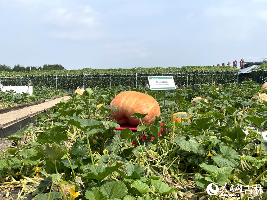 農博園展出的“超大”南瓜。人民網 李思玥攝