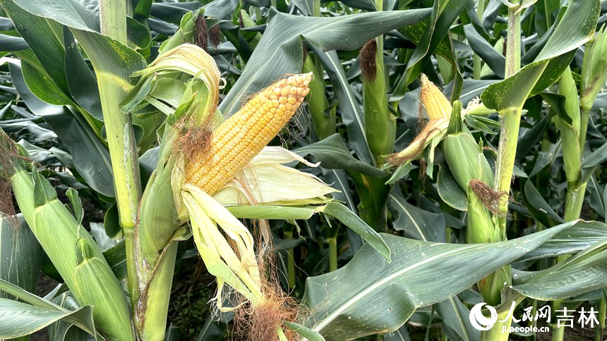 長勢喜人的玉米。人民網 李思玥攝
