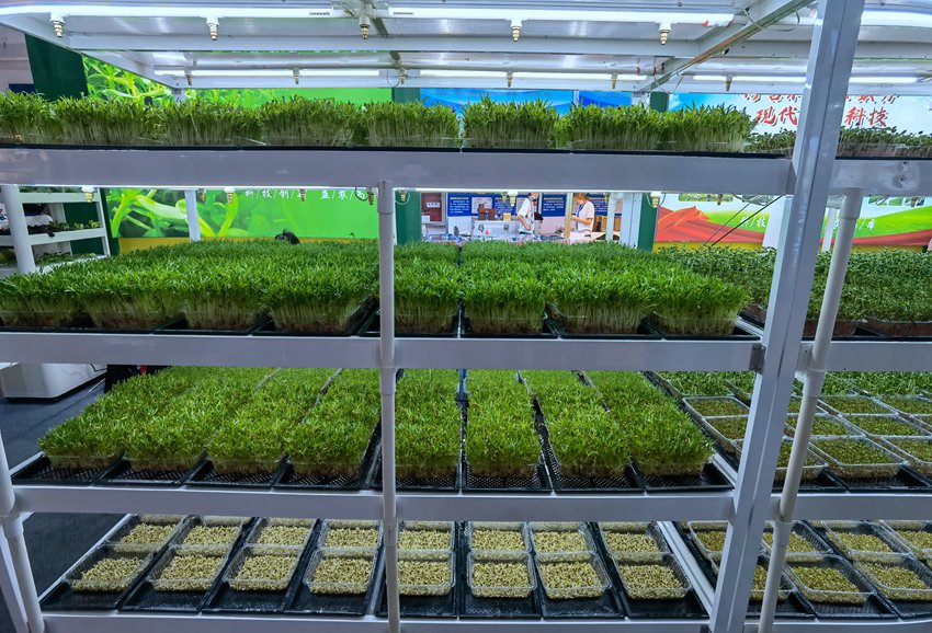 長春農博園無土栽培。