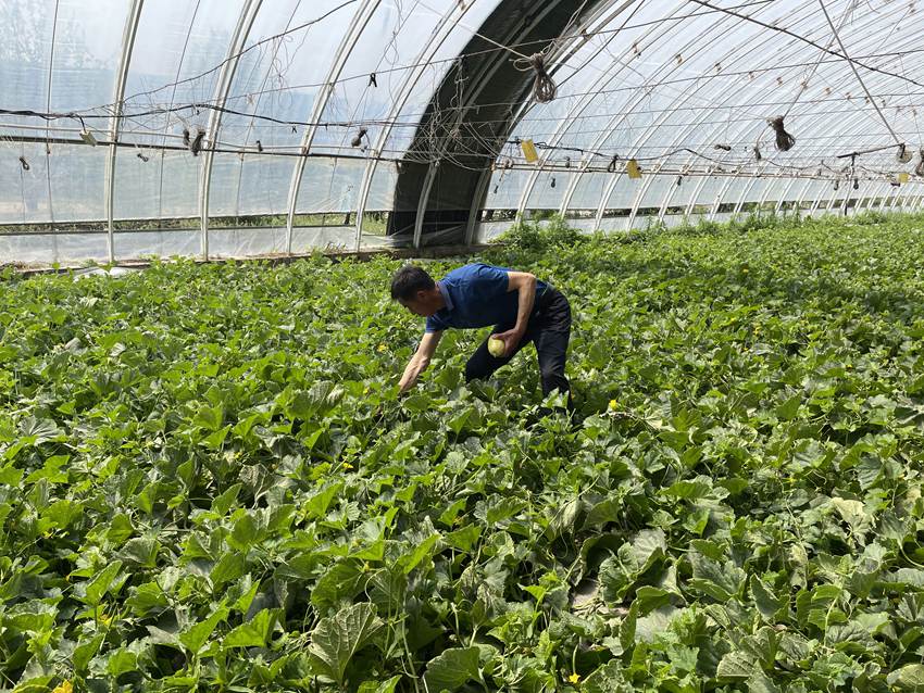 瓜果蔬菜大棚收成好。