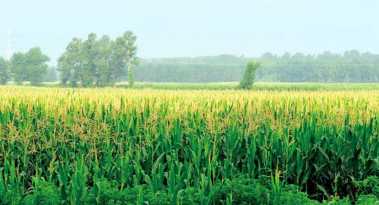 沃野千里，長春的黑土保護哲學