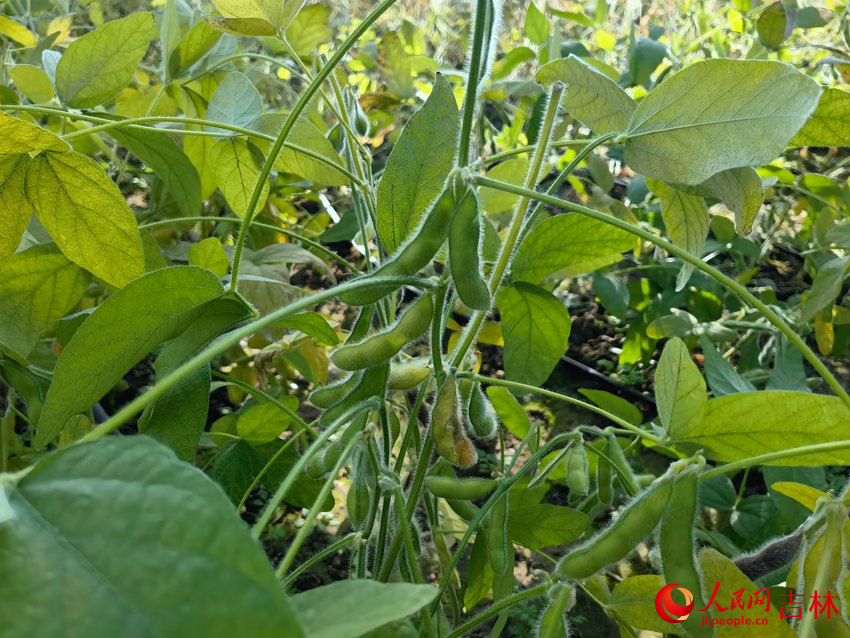 智能實驗溫室試驗田中種植的大豆。人民網 馬俊華攝