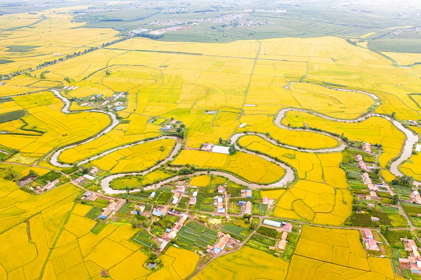 《九曲卡岔河 十里稻花香》。白振波 攝