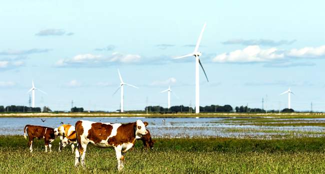 吉電股份黑魚泡風電場