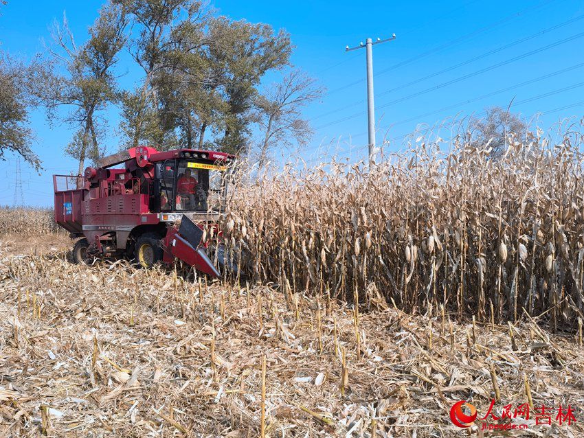 玉米收割機將秸稈粉碎還田。人民網 馬俊華攝