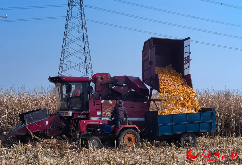 收割后的玉米裝車歸倉。人民網 馬俊華攝