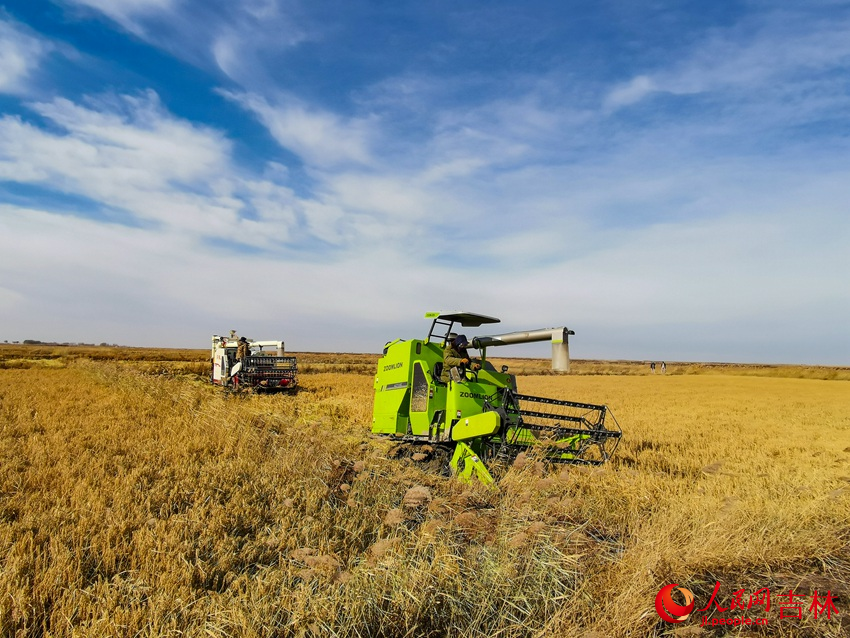 白城市鎮賚縣鹽堿地改造試驗田喜獲豐收。人民網 李洋攝
