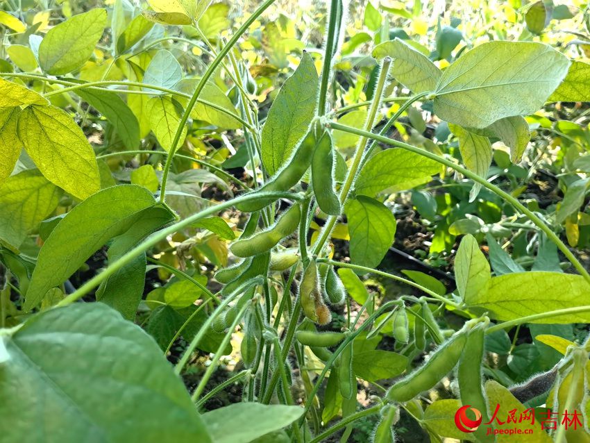 公主嶺市擴種大豆迎豐收。人民網 馬俊華攝