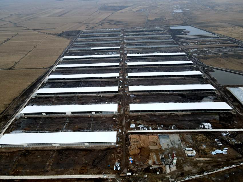 公主嶺肉牛繁育項目。（寶冶長春分公司供圖）