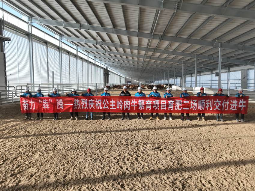 公主嶺肉牛繁育項目育肥二場順利交付。（寶冶長春分公司供圖）