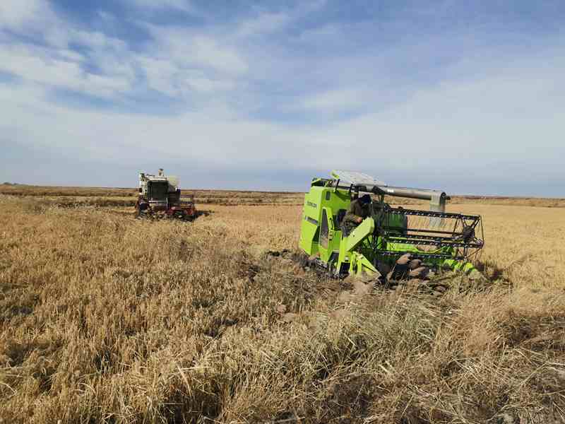 白城鎮賚縣喜獲豐收。人民網李洋攝