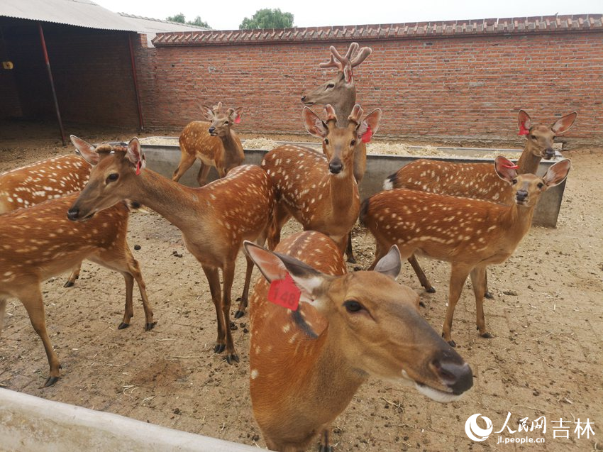梅花鹿（資料圖片）。人民網 馬俊華攝