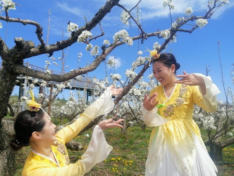 梨樹下舞姿翩躚的姑娘。