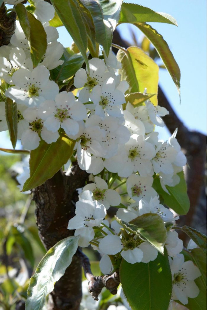 綠葉白花清新美麗。