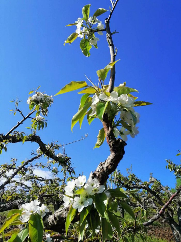 山地陽坡蘋果梨葉子長得更快。
