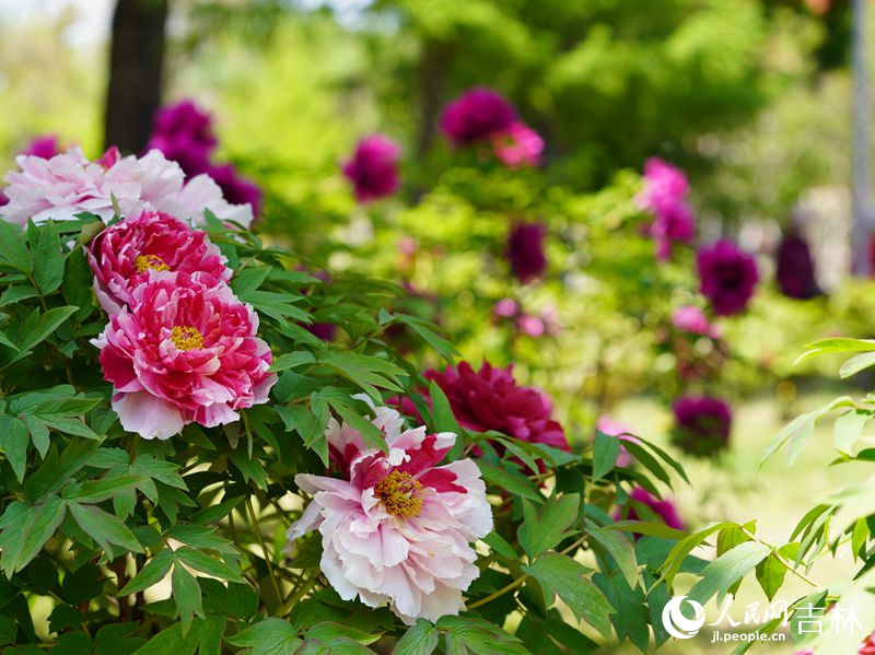 5月18日，長春市牡丹園11000余株牡丹花競相綻放。人民網記者 李洋攝