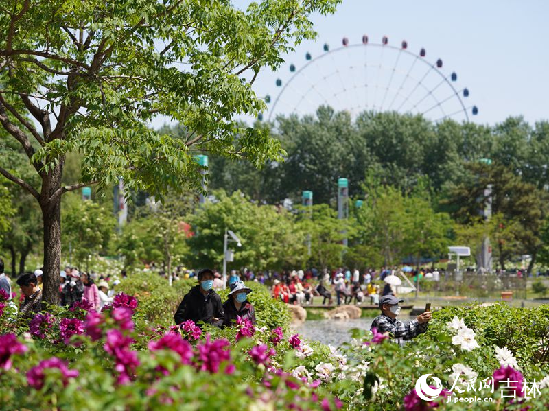5月18日，長春市牡丹園11000余株牡丹花競相綻放。人民網記者 李洋攝