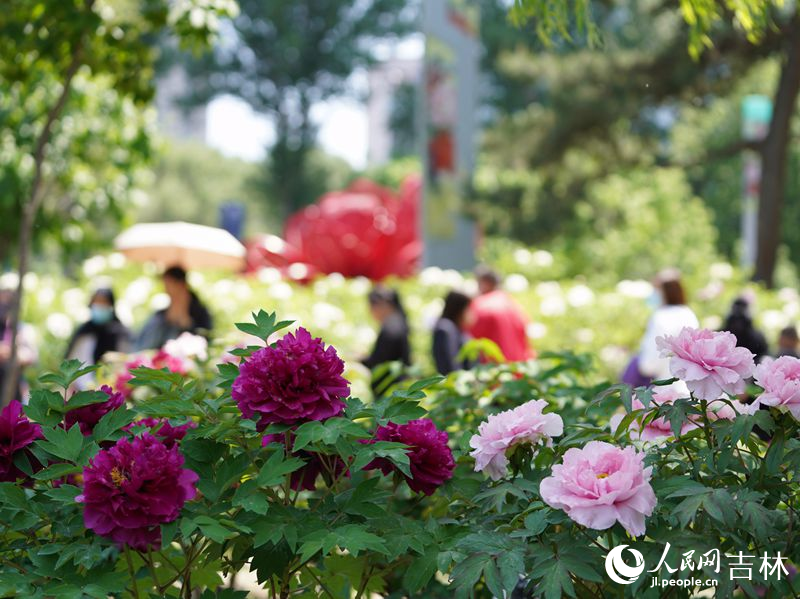 5月18日，長春市牡丹園11000余株牡丹花競相綻放。人民網記者 李洋攝