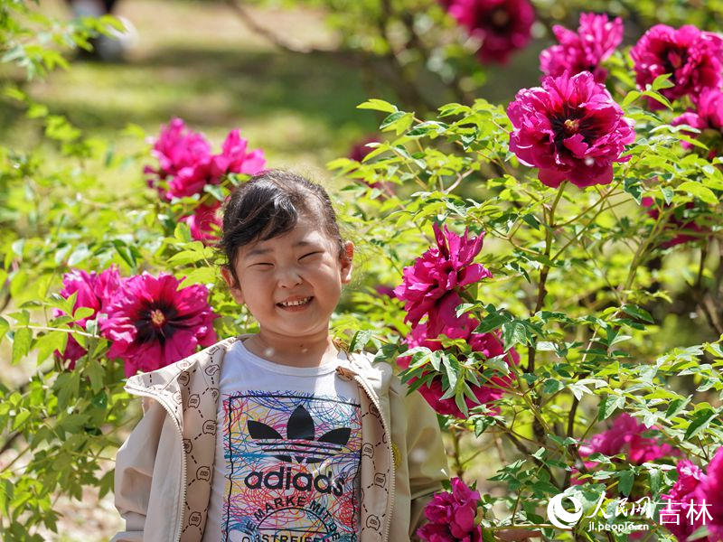 5月18日，長春市牡丹園11000余株牡丹花競相綻放。人民網記者 李洋攝