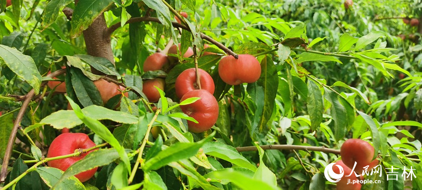 吉林松原：“桃醉”夏日里，打卡“蟠桃節”【2】