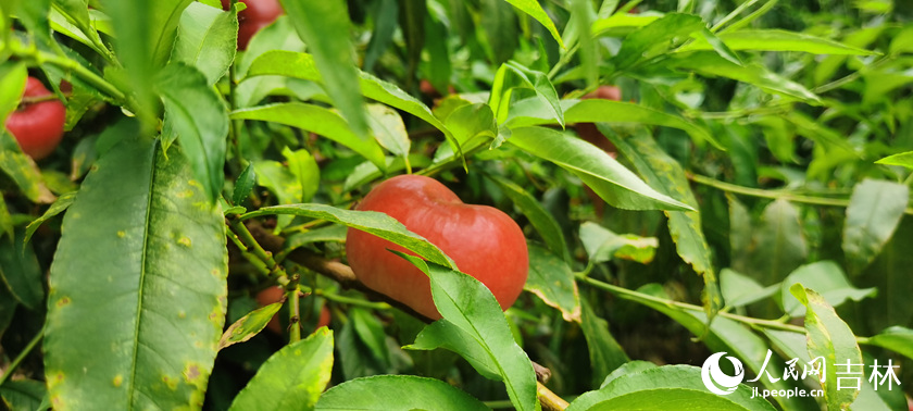 吉林松原：“桃醉”夏日里，打卡“蟠桃節”【16】