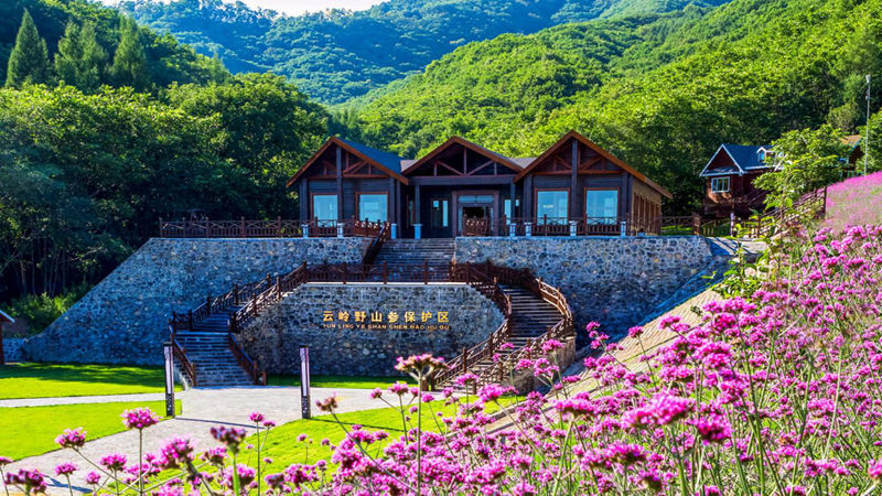 云嶺野山參保護區景色迷人。（受訪者供圖）