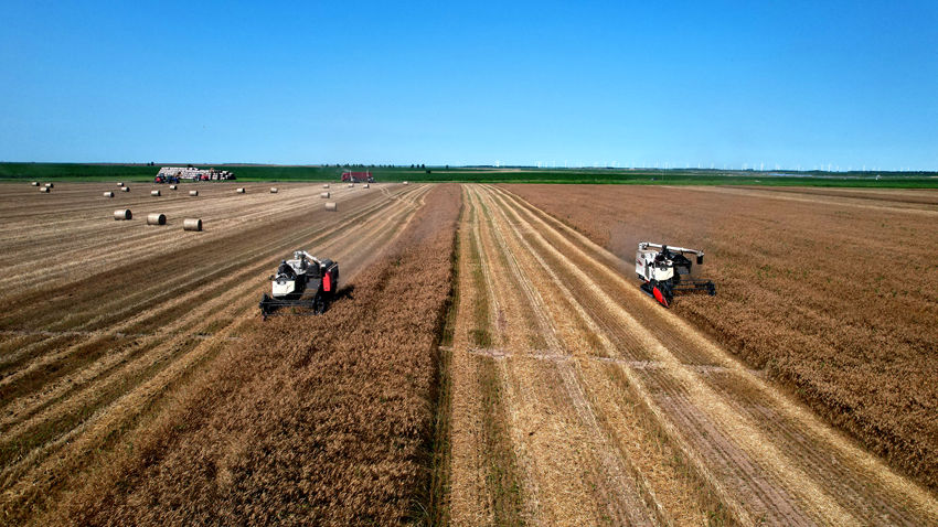麥子成熟獲豐收。（白城市委宣傳部供圖）