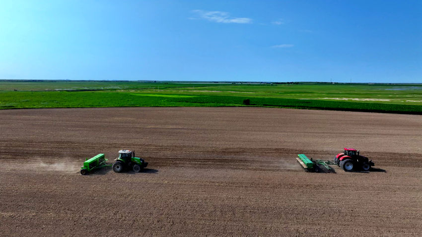 麥子成熟獲豐收。（白城市委宣傳部供圖）