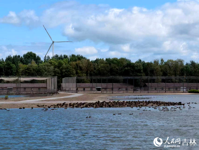 查干湖畔雁鴨棲集。人民網記者 馬俊華攝