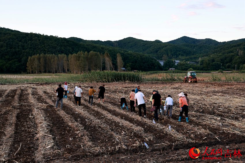 絕收地塊秋菜補種爭分奪秒進行中。人民網記者 王海躍攝