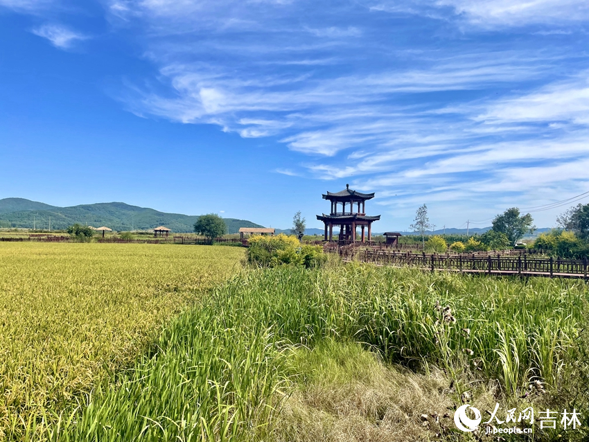 初秋時節，紅旗村的麥田剛染上金色，與藍天白云共同繪成一幅秀美的畫卷。在這里，游客可以盡情領略濃郁的朝鮮族鄉土風情。人民網記者 李思玥攝