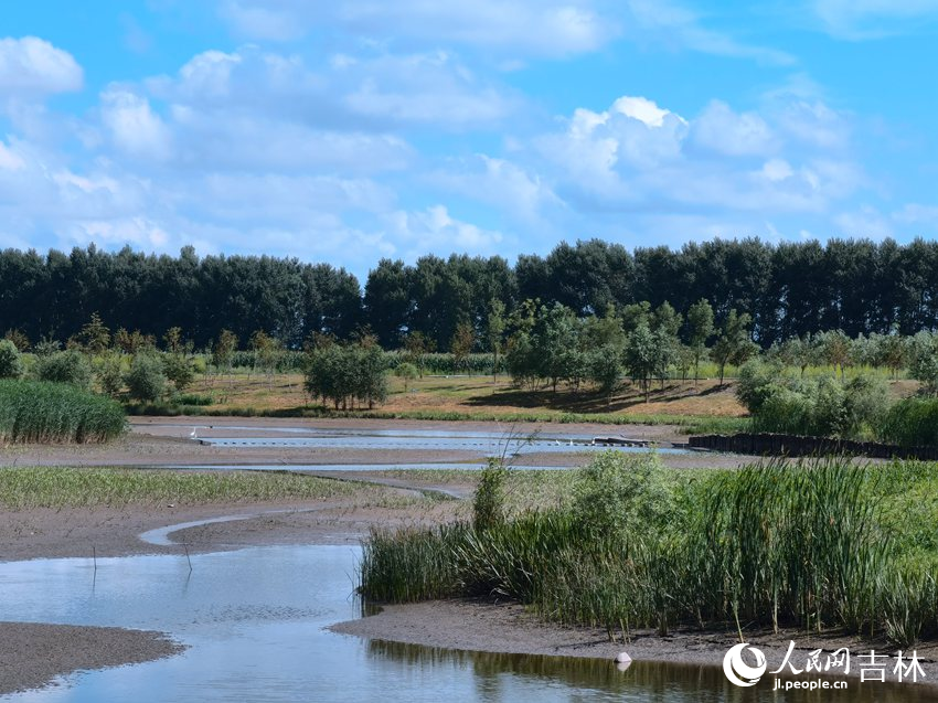 岸邊的水草綠樹迎風而立。人民網記者 馬俊華攝