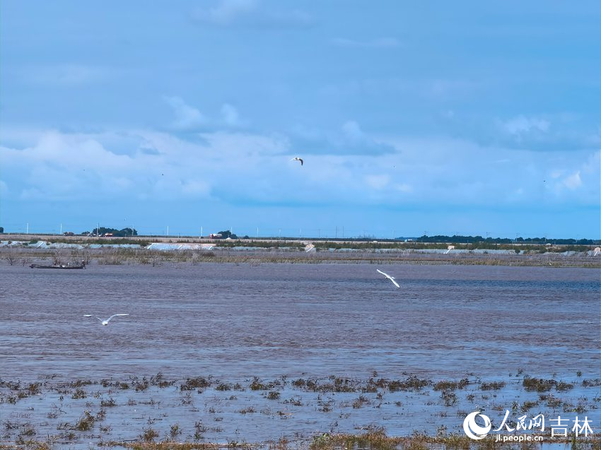 鷗鳥飛翔。人民網記者 馬俊華攝