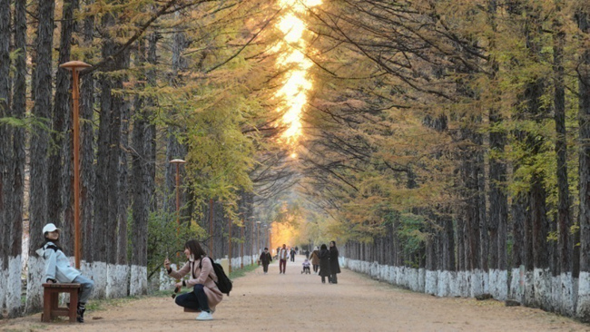 游客在百木園拍照打卡。（石天蛟/攝）