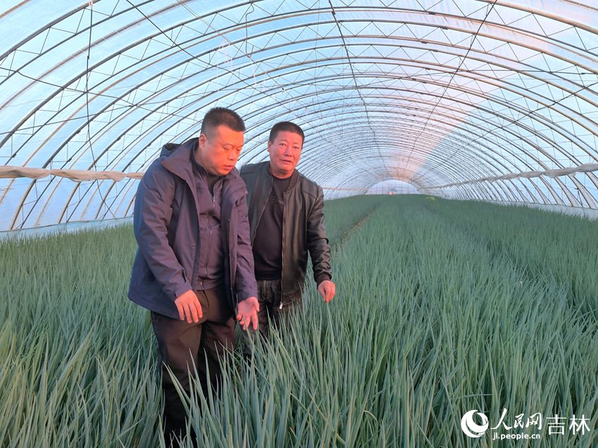 張弢和邢連寶察看香蔥生長情況。人民網記者 馬俊華攝