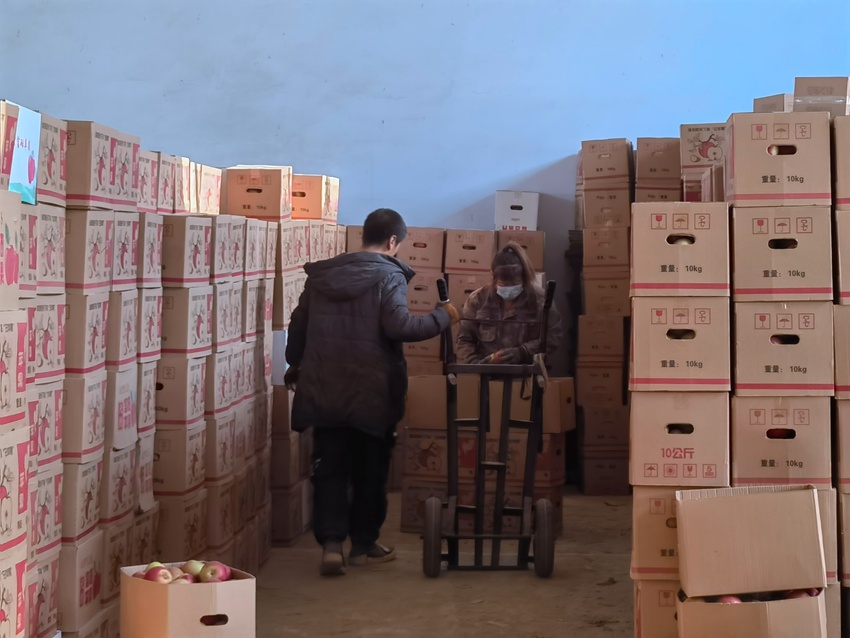 果農們在已建好的蘋果倉庫挑果裝箱。人民網記者 馬俊華攝