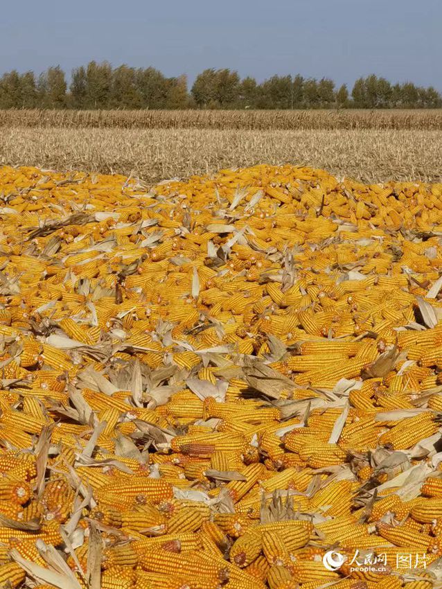 10月，在吉林省松原市伯都鄉，田間地頭、村居庭院處處可見金黃，遍地的豐收景象。人民網記者 李洋攝