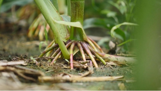 發達的玉米根系牢牢扎在黑土地