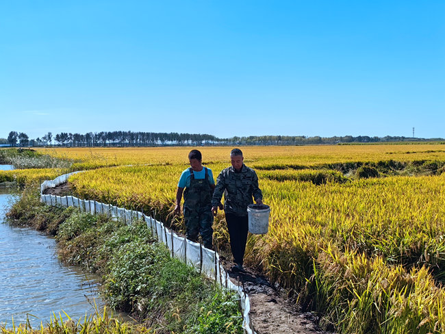 王洪巖（右1）在稻田中忙碌。（資料照片）人民網記者李洋 攝