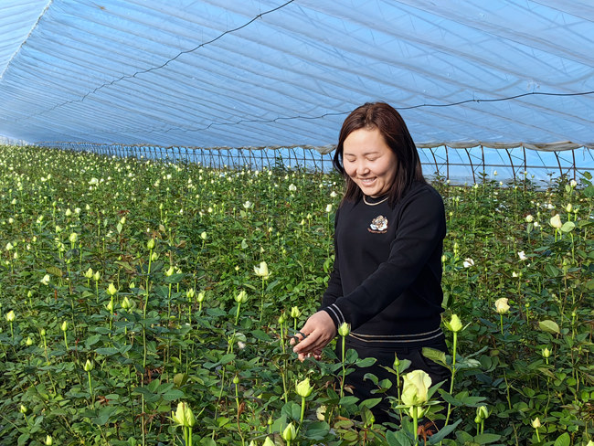楊雪在大棚中查看鮮花長勢。（資料照片）人民網記者 李洋攝