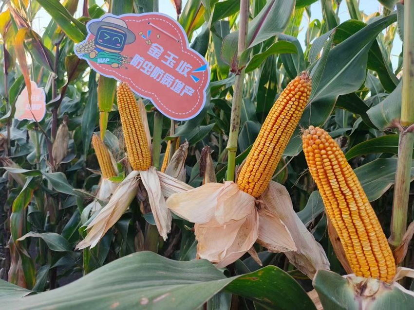 德惠市田源家庭農場玉米喜獲豐收。（德惠市委宣傳部供圖）