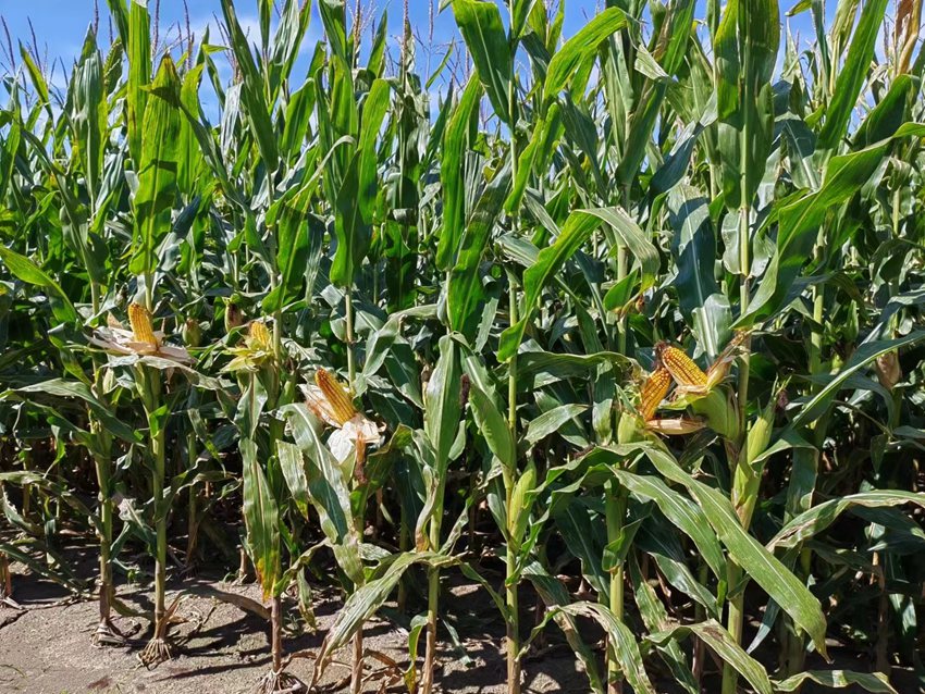 德惠市大房身鎮劉雨種植養殖專業合作社的玉米地。（德惠市委宣傳部供圖）