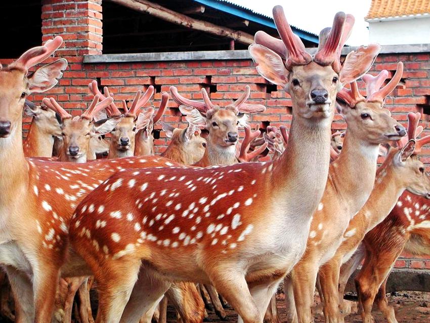 雙陽梅花鹿。雙陽宣傳部供圖