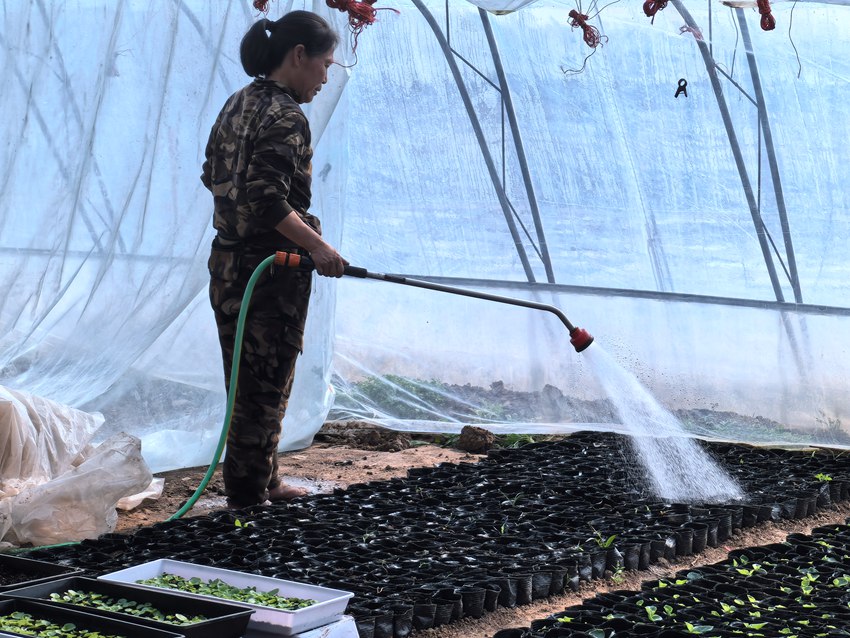 楊家村村民給花苗澆水。人民網記者 王海躍攝