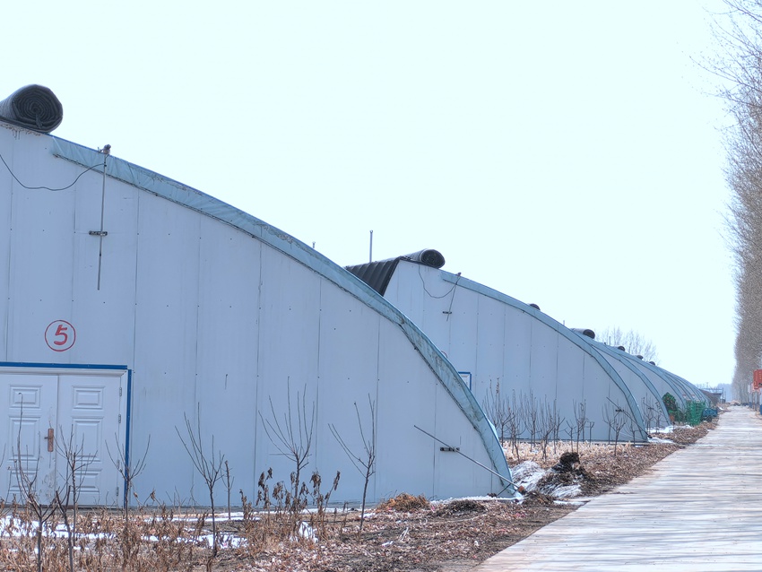 楊家村大棚連片。人民網記者 王海躍攝