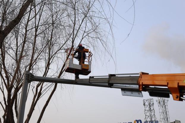 修剪行道樹。金玲慧 攝