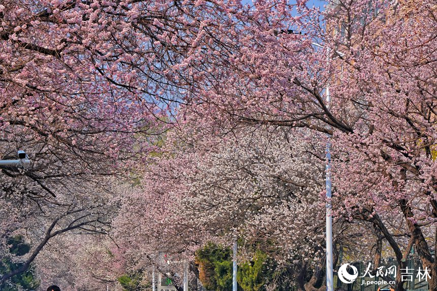 吉林大學杏花大道杏花盛開，迎來最佳觀賞期。人民網記者 李洋攝
